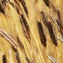 Farro Monococco Bio - INTEGRALE